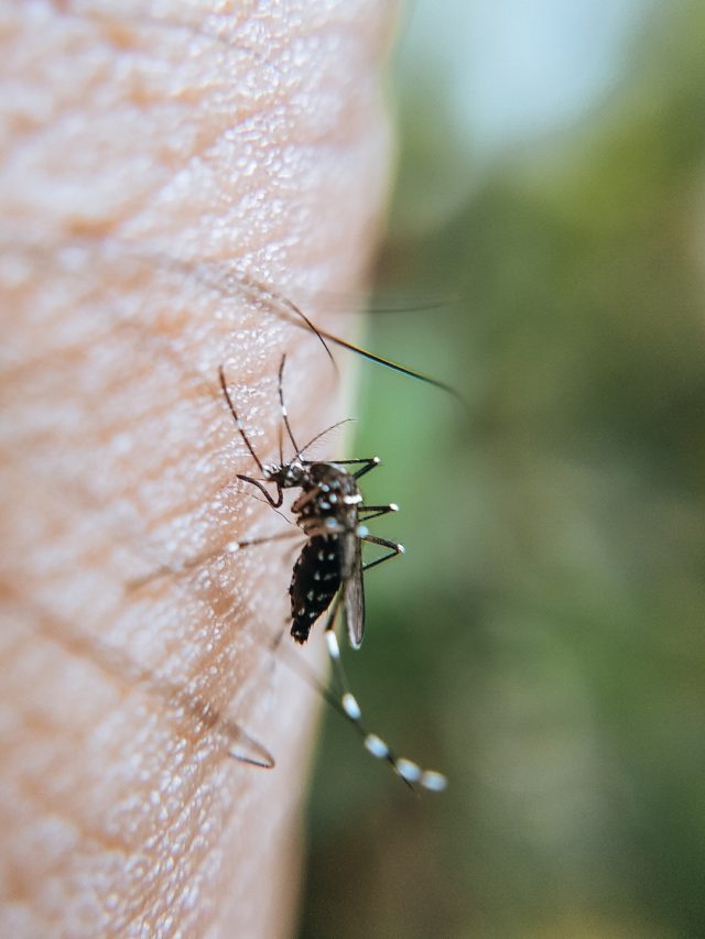 mesquito-human-zika1